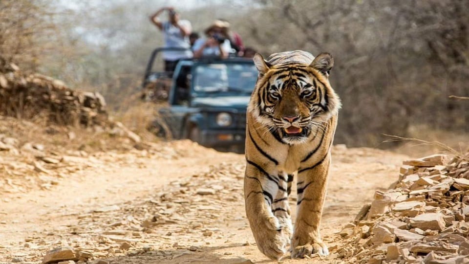 International Tiger Day Best Places to spot tigers in India Check locations details Bharat ke Bagh Abhayaranya