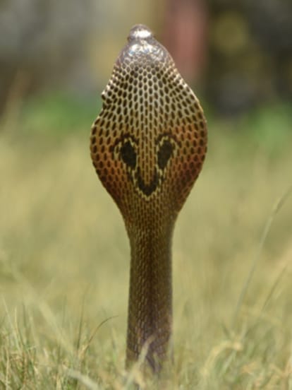 India's silent killer Snakebite know interesting facts about snake in india in hindi