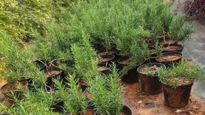 People buying six types of plants to repel mosquitoes demand increased nurseries in varanasi