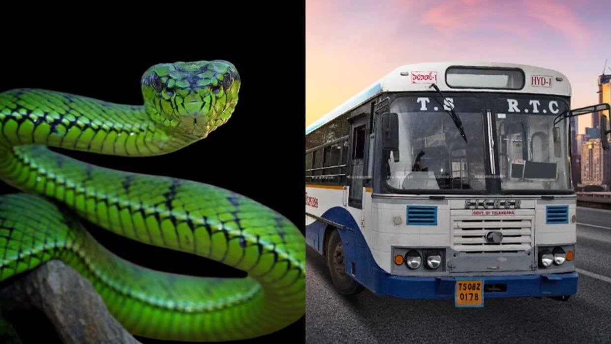 'Drunk' woman throws snake at bus conductor in Hyderabad; held