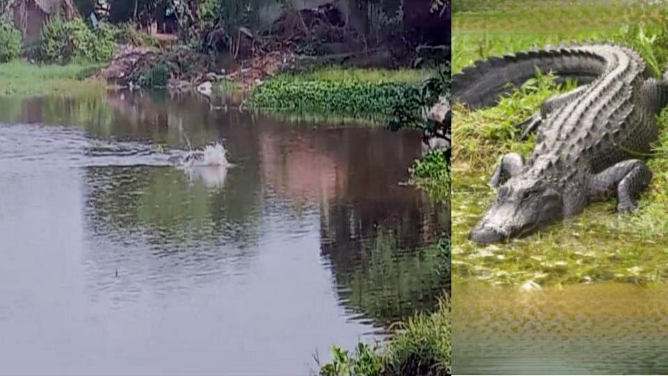 Crocodile attacked woman in khatima