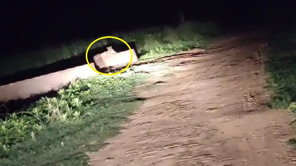 Bijnor: Guldar sat on the road for half an hour, people trembled when he growled, there was a traffic jam