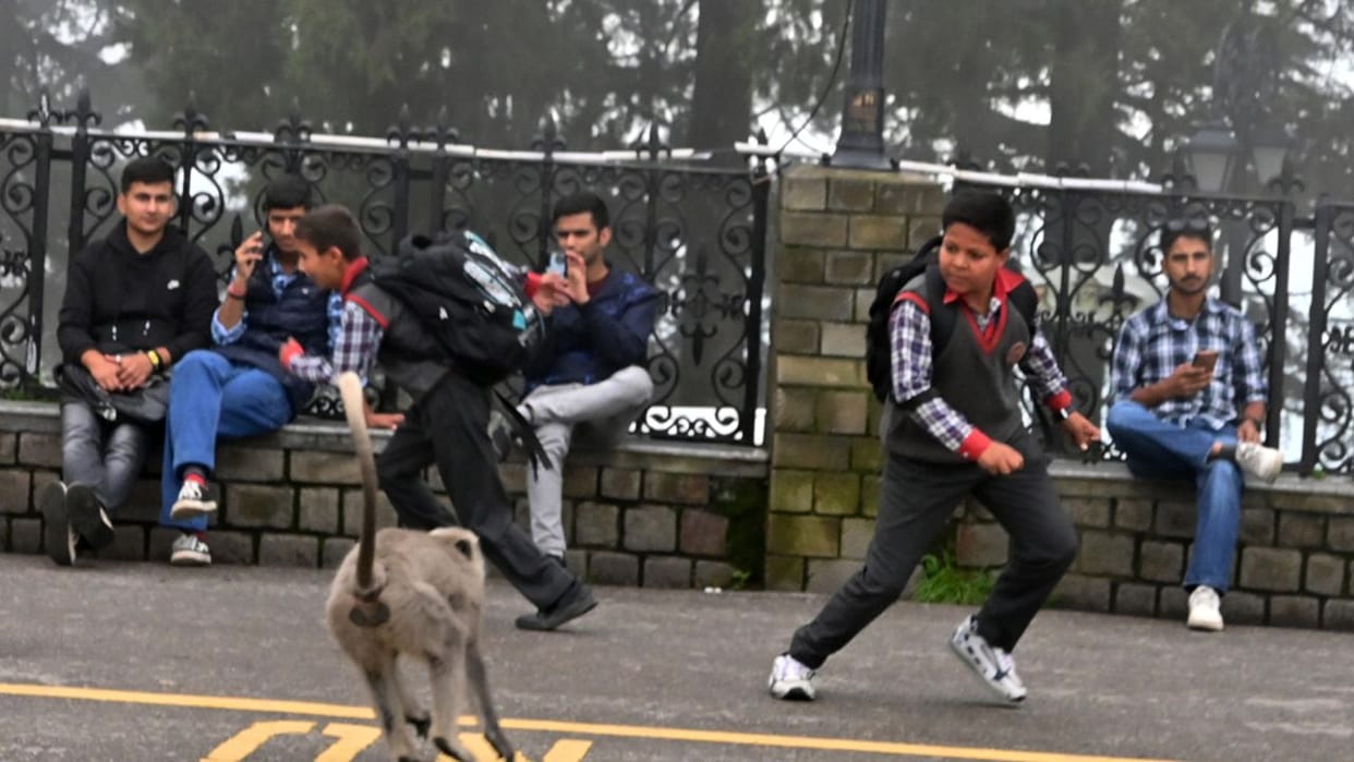 Dehradun: Committees to be formed in districts to mitigate human-wildlife conflict