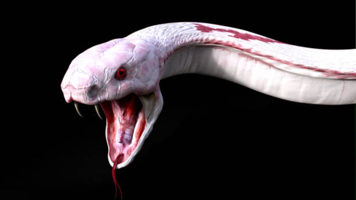 Do Snake Drink Milk Rat Snake Poisonous Or Not Know Snake Facts