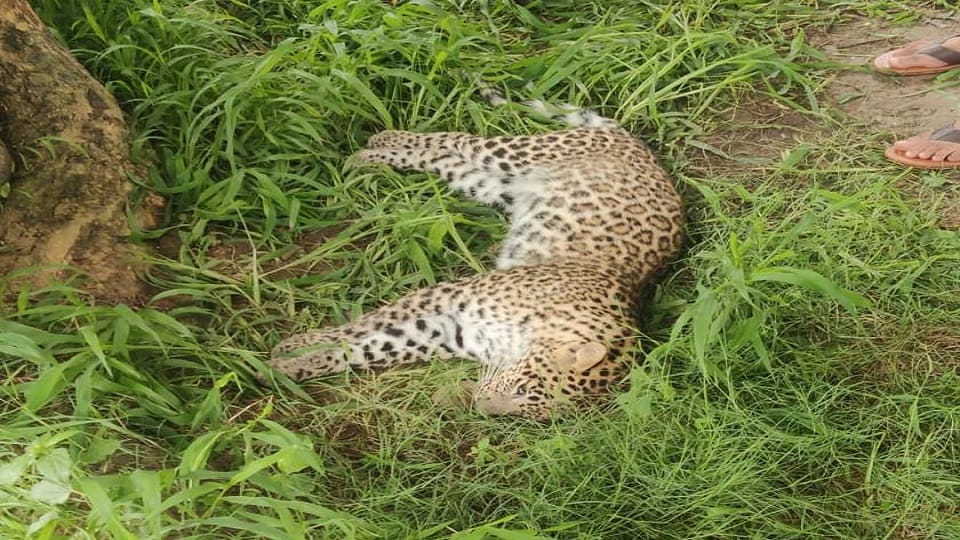 Baghpat: Dead body of a female cub found lying in the forest of Nirpuda village, other cub hidden in  field