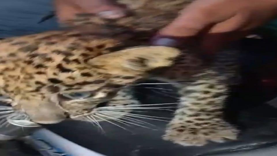 Bijnor: Cub found, villagers panic due to fear of Guldar nearby.