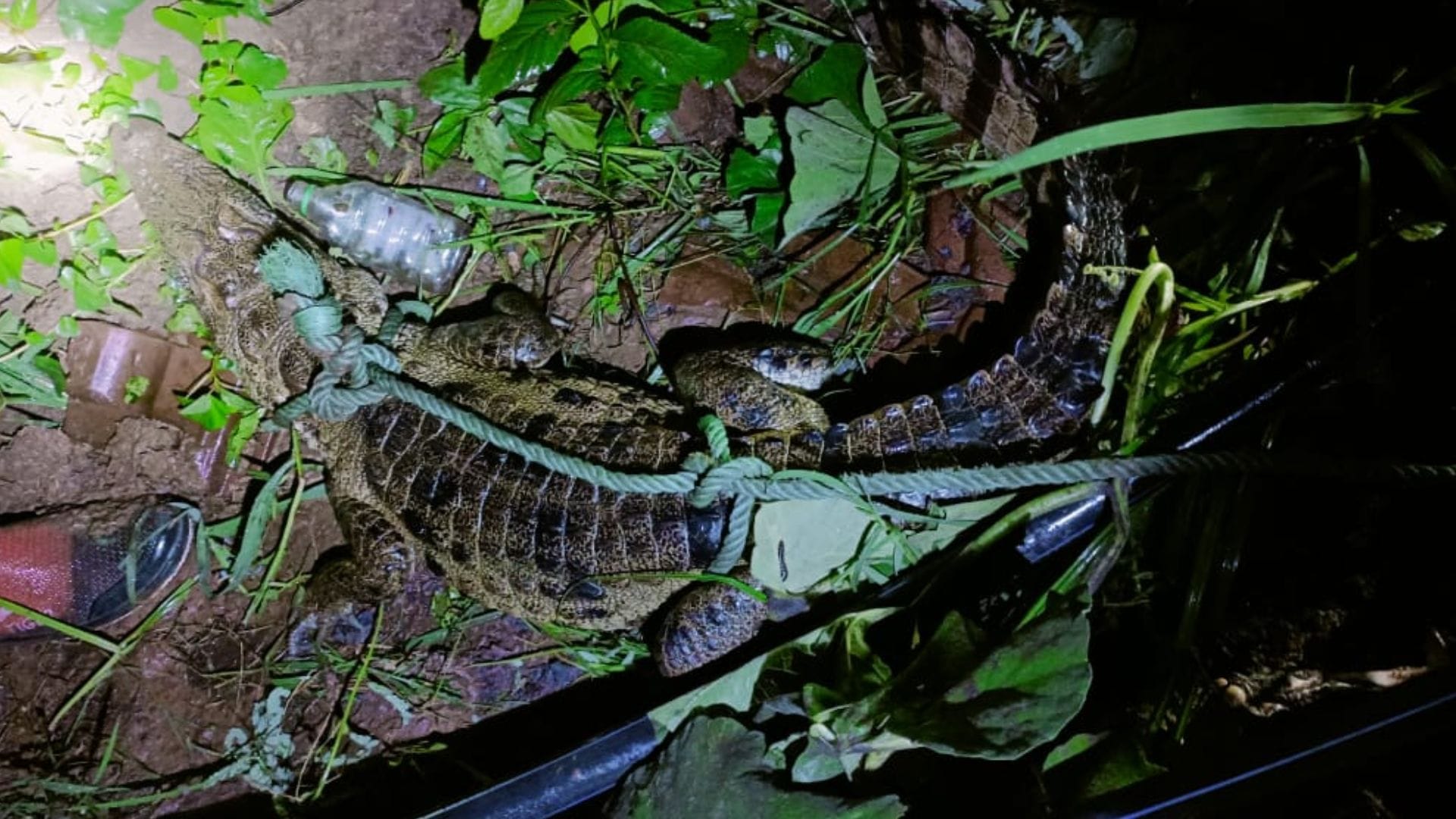 Crocodile entered the house in mirzapur family members woke up after hearing woman scream
