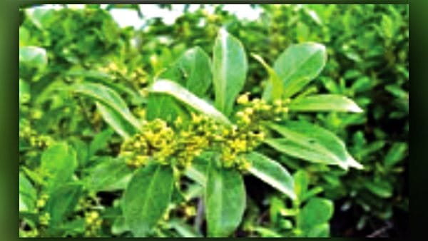 Bihar Brahmayoni hill Scientists discovered medicinal plants Gudmar Pithecellobium dulce and Ziziphus jujuba