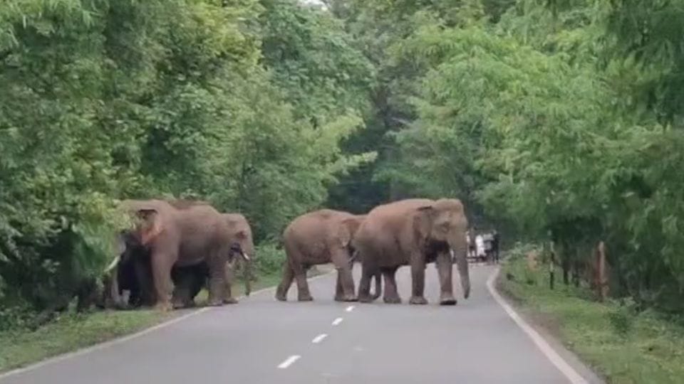 world elephant day 2024 female elephants drive away elephants from their herds During rainy season