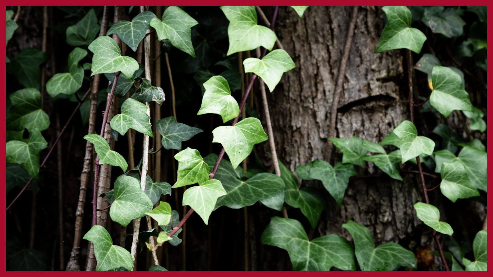 Vastu Tips For Creepers Do not climb vines and creepers on the walls of the house according to vastu shastra