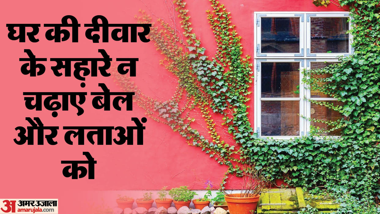 Vastu Tips For Creepers Do not climb vines and creepers on the walls of the house according to vastu shastra