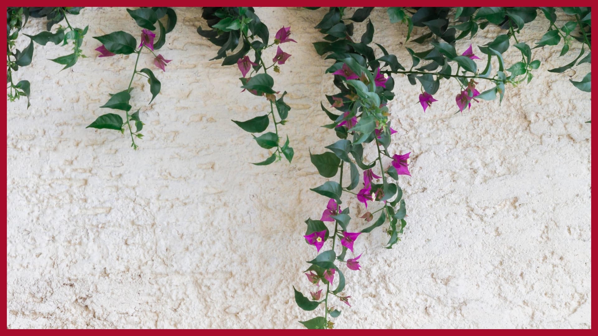 Vastu Tips For Creepers Do not climb vines and creepers on the walls of the house according to vastu shastra
