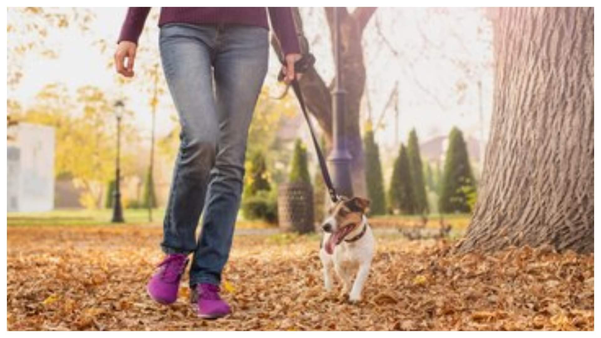 Walking just 20–30 minutes lowering the heart disease risk by almost 50%