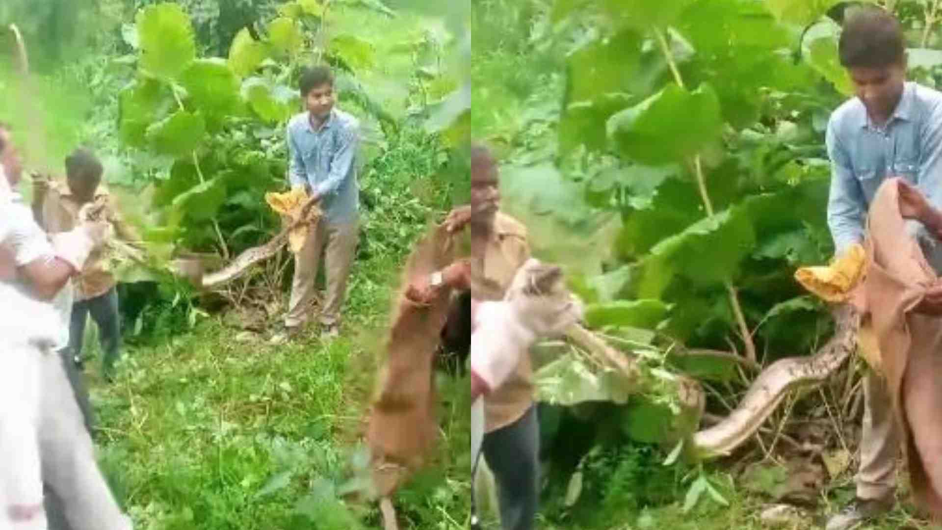 अजगर को पकड़ती विभाग की टीम।