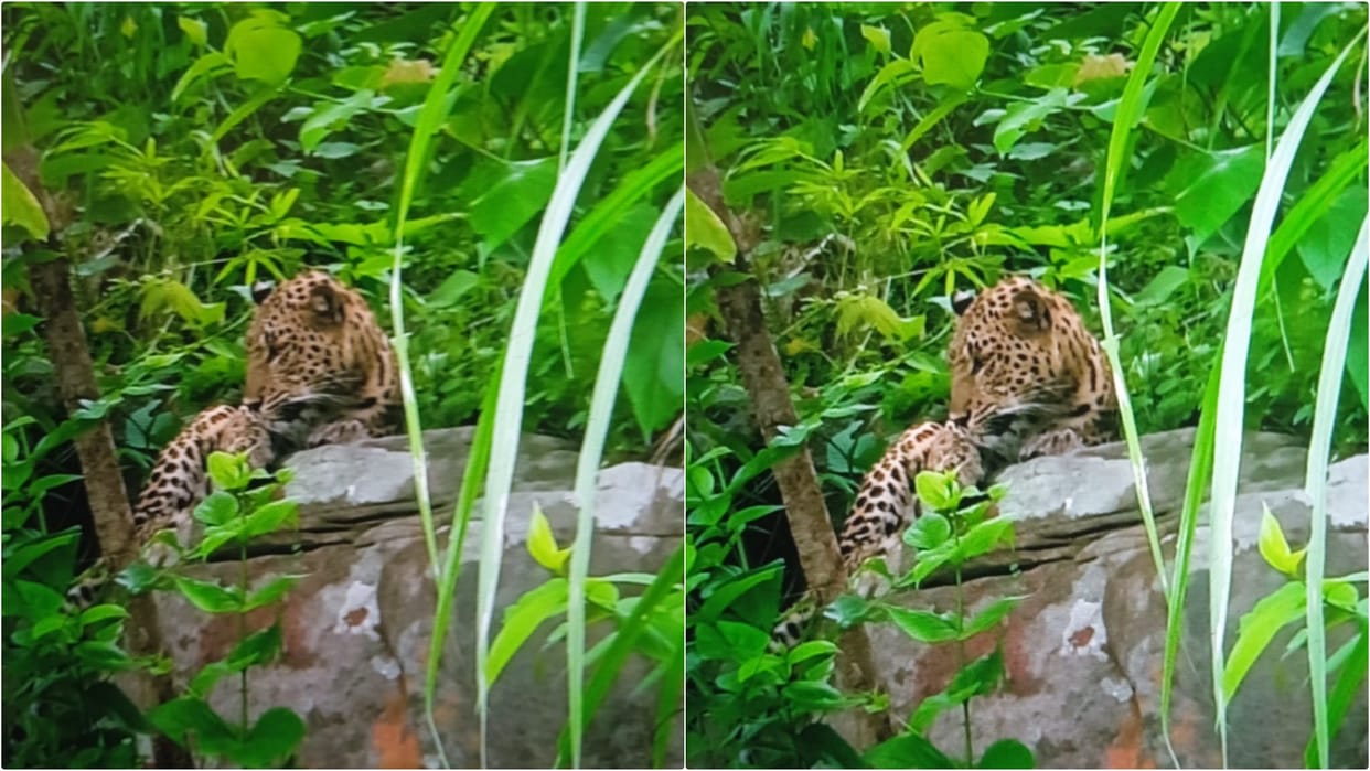 Bihar News: Leopard seen on road on Rohtas-Kaimur hill, forest department team engaged in rescue