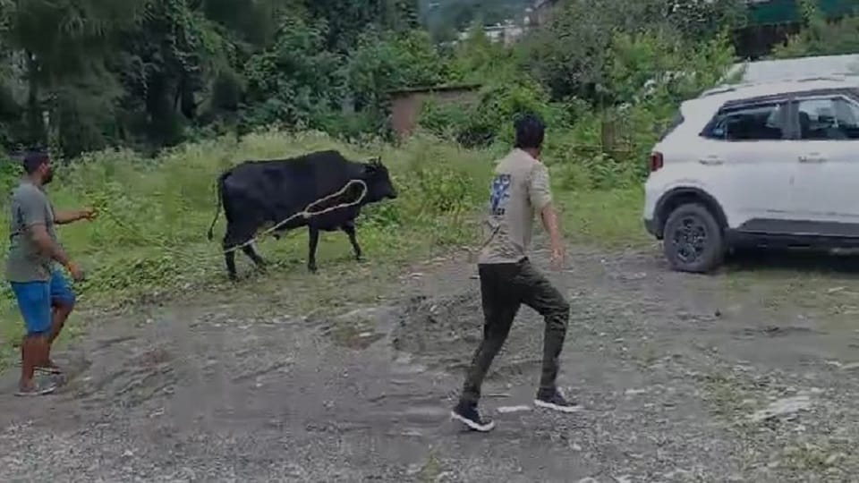 Municipal workers worked hard to catch the bull in bhimtal