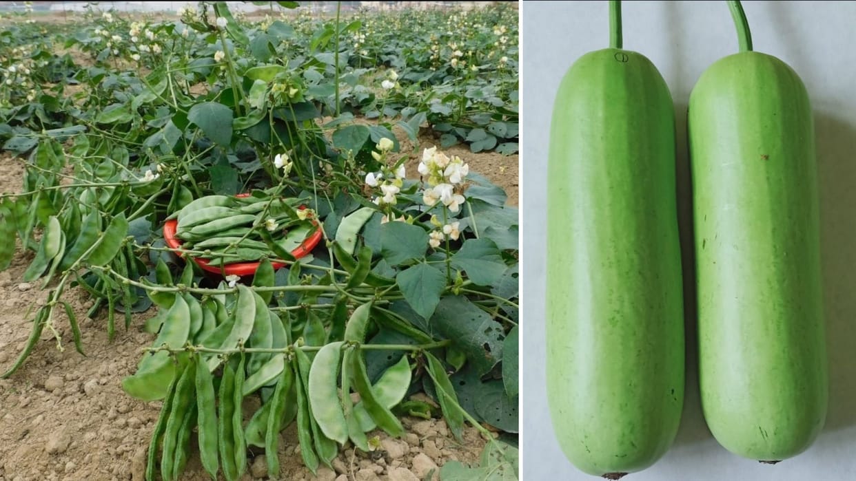 New varieties of gourd and beans launched PM Modi congratulates farmers beneficial in good income