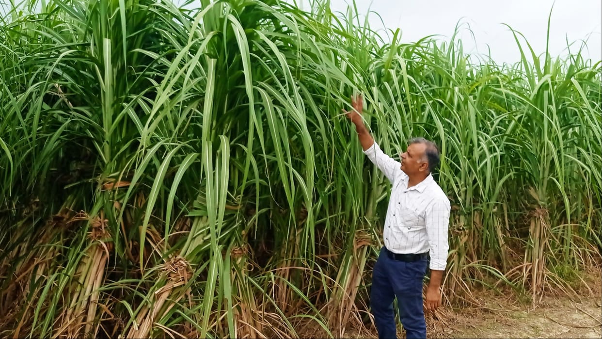 Akbarpur Sugar Mill will start purchasing sugarcane at 37 purchase centers from November 16 in Ambedkar Nagar