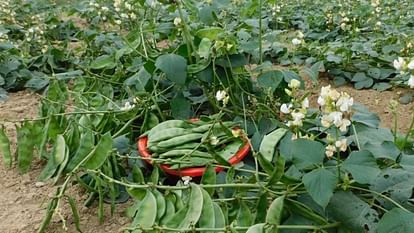 Kashi Shubhra and dwarf beans will be sold across country