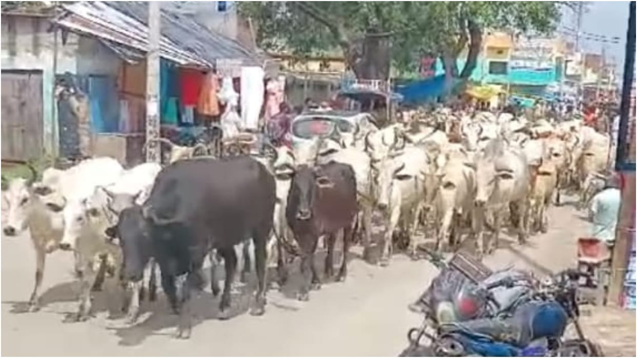 Farmers chased hundreds of cattle from their fields and left them on the highway in budaun
