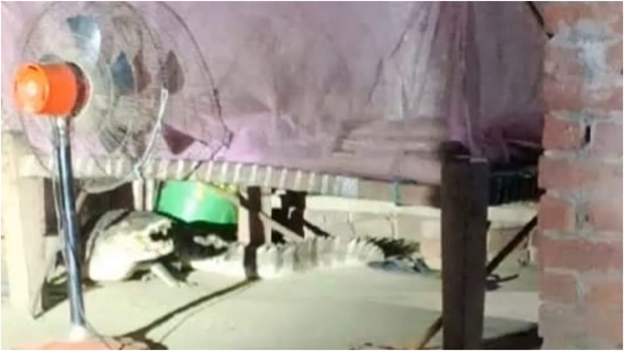 villagers shocked to see crocodile under the bed in Lakhimpur kheri
