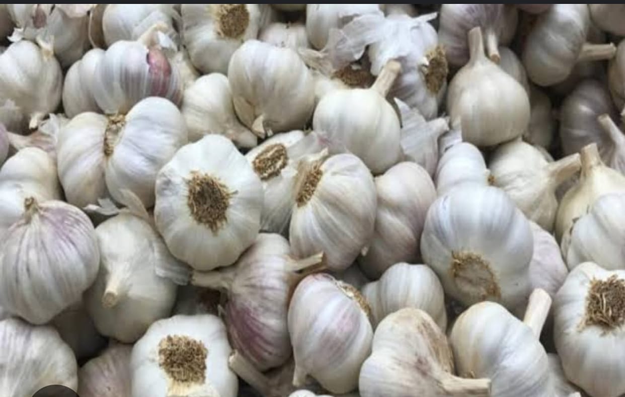 Indore: Garlic is also a vegetable, farmers can sell it directly in the vegetable market apart from the produc