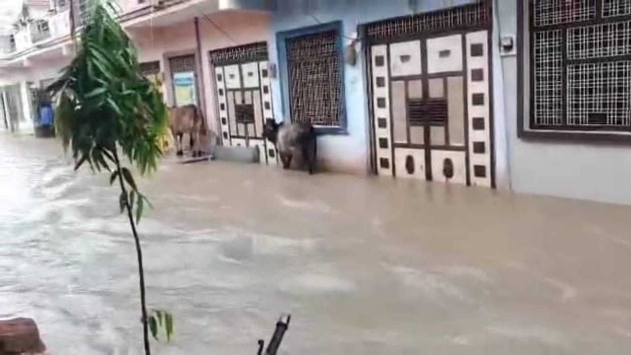 Flood-like situation in Namo Nagar of Shivpuri many colonies submerged See In pictures
