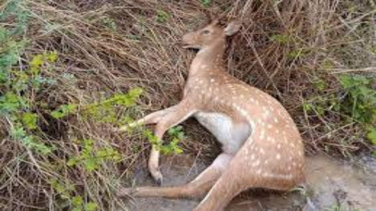 Barmer: Hunters killed more than 10 deer, angry villagers staged a protest demanding immediate arrest