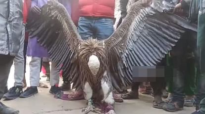 Jharkhand news and updates Injured white-backed vulture with Dhaka inscription found in Jharkhand