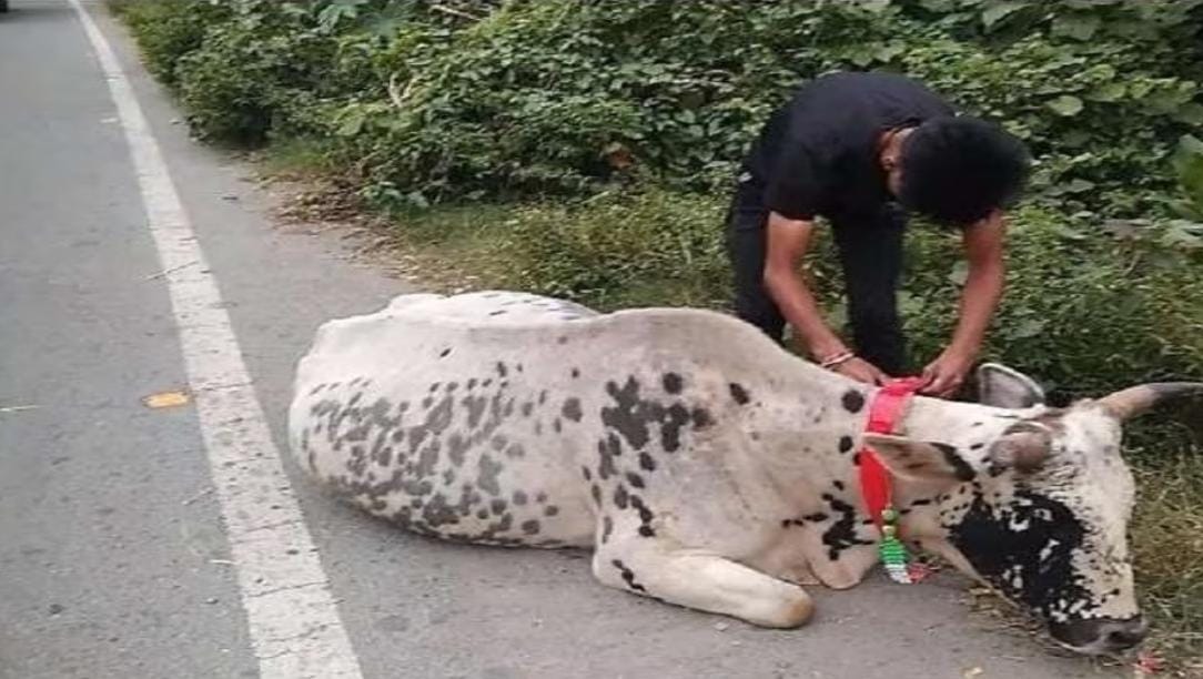 Jamiat Ulema tied red radium around the necks of cows in Bhopal
