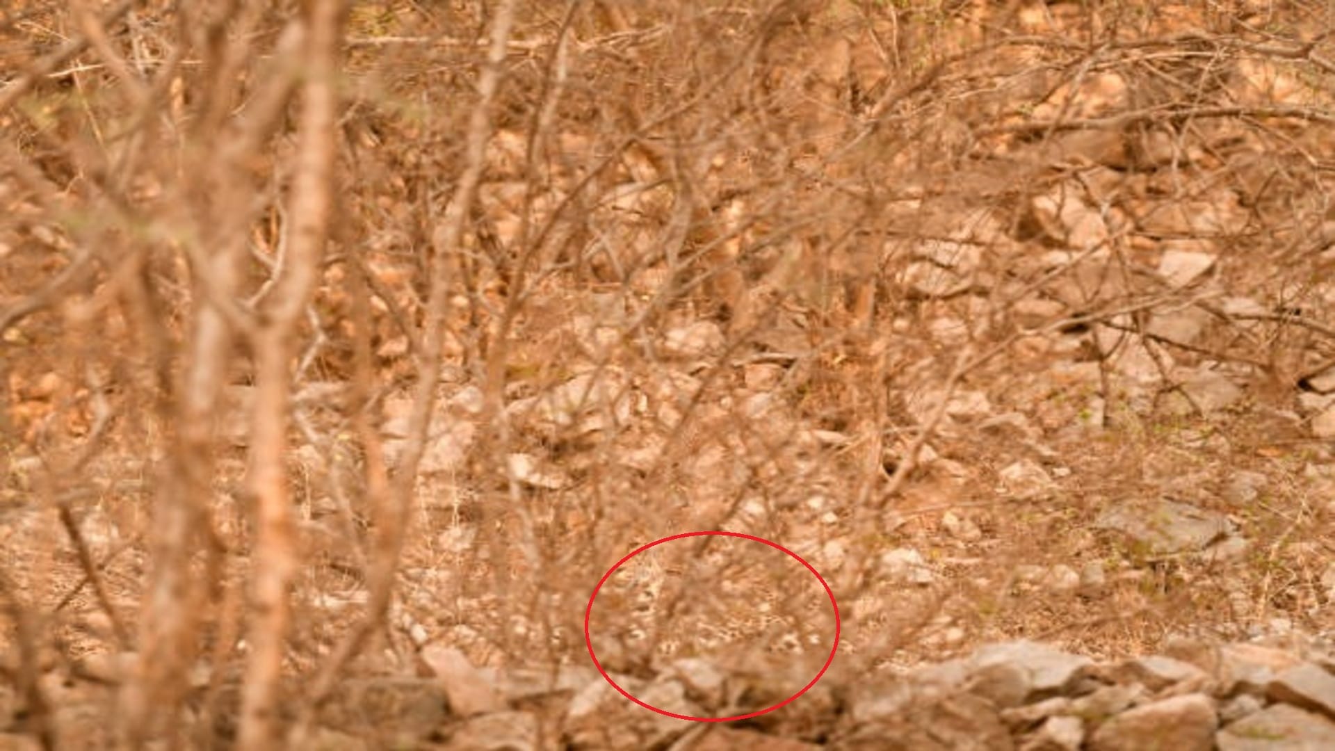 Optical Illusion: You are genius then Spot The Leopard in Brain Test Picture within 15 seconds