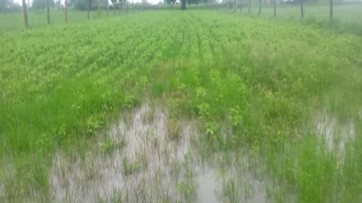Tonk: 50 thousand hectare crop damaged due to waterlogging, agriculture department observers presented report