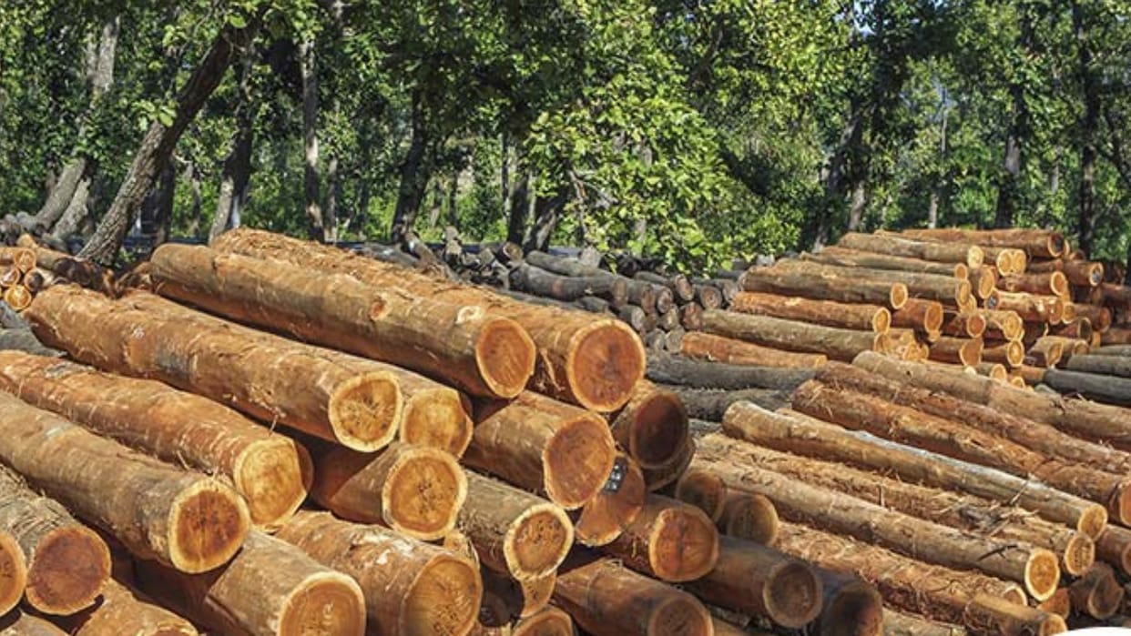 UP: After US tariff, Europe also increased problems, wood products business in crisis, exporters worried
