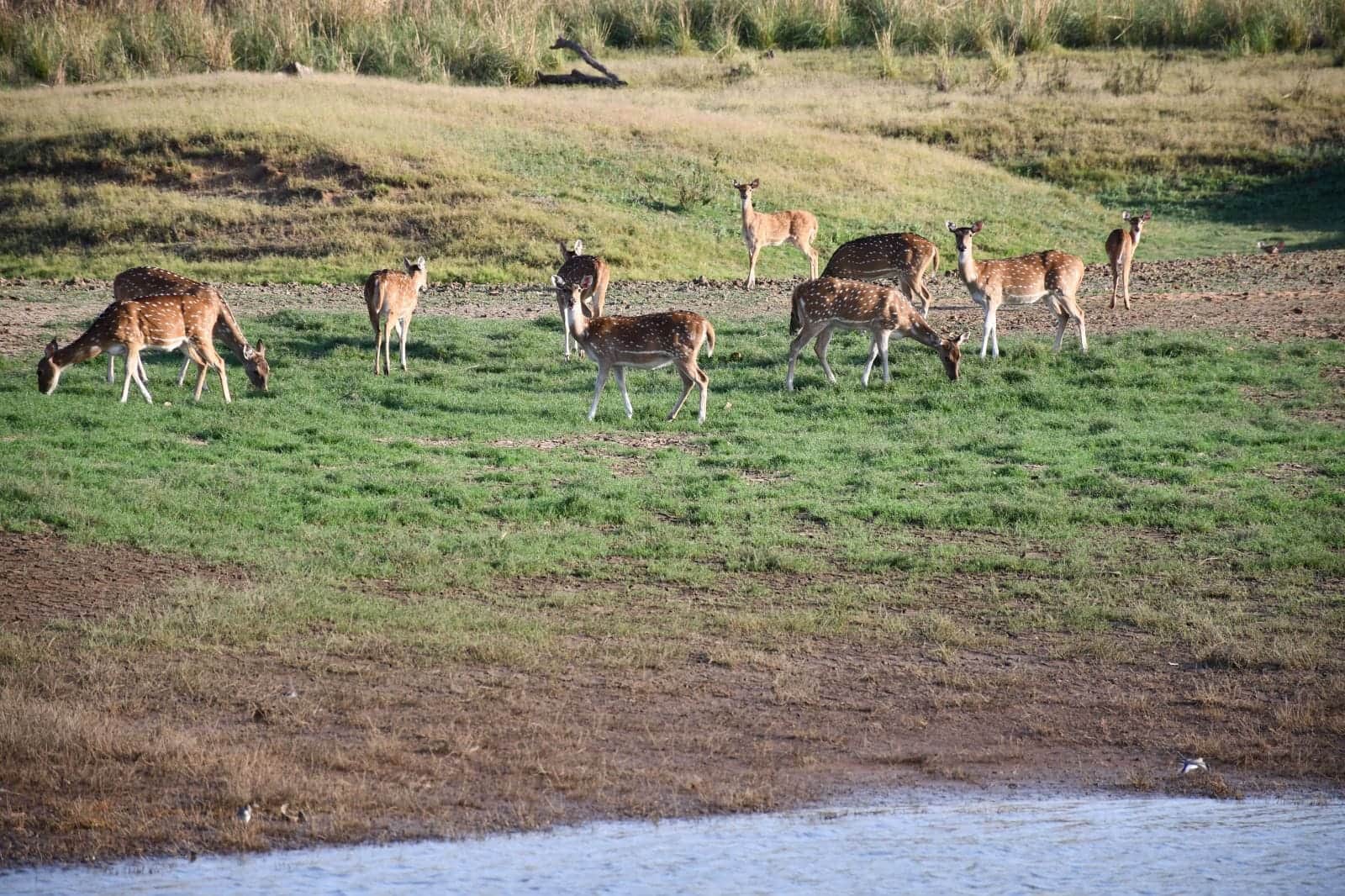 MP News: Tawa Reservoir of Narmadapuram gets Ramsar site status, CM said - a matter of pride for the state