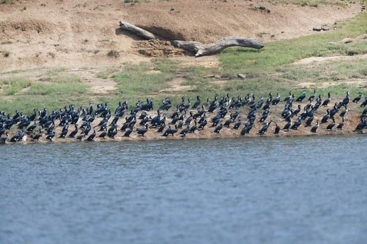 MP News: Tawa Reservoir of Narmadapuram gets Ramsar site status, CM said - a matter of pride for the state