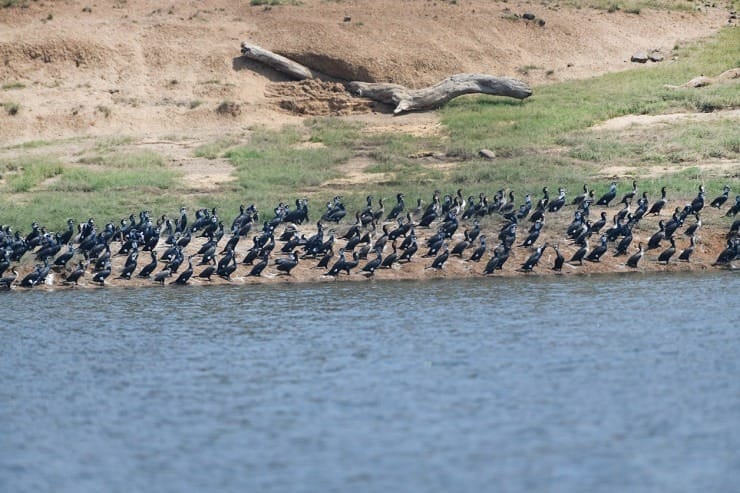 MP News: Tawa Reservoir of Narmadapuram gets Ramsar site status, CM said - a matter of pride for the state