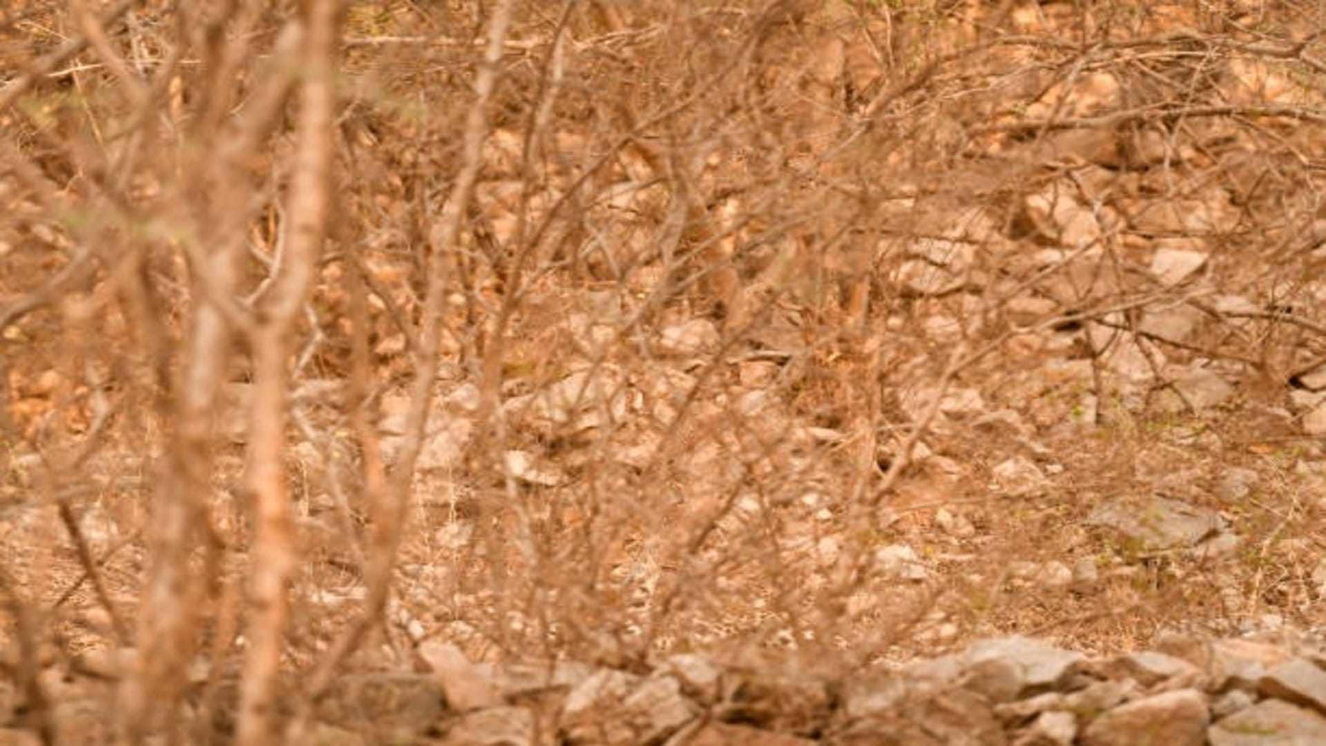 Optical Illusion: You are genius then Spot The Leopard in Brain Test Picture within 15 seconds