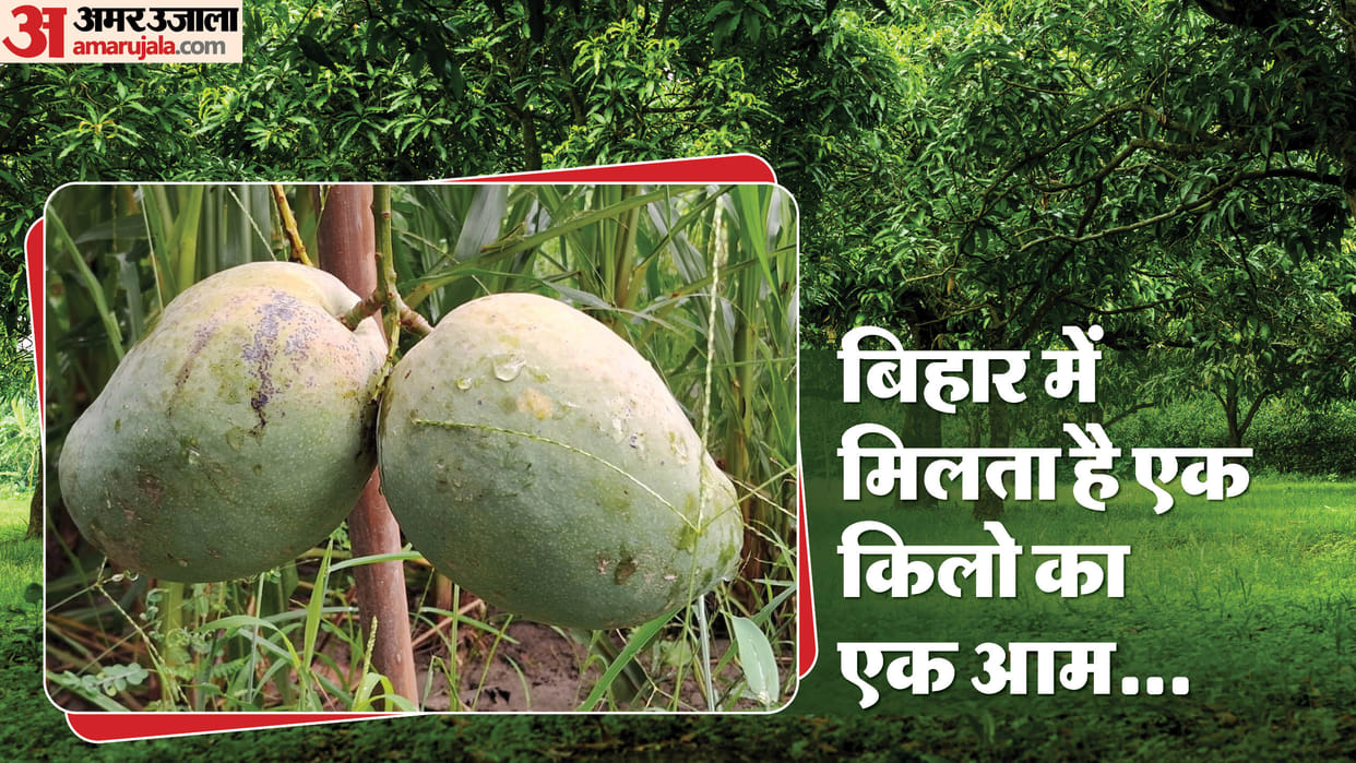 Bihar Mango This late variety mango of Muzaffarpur gives many tastes together surprised know its qualities