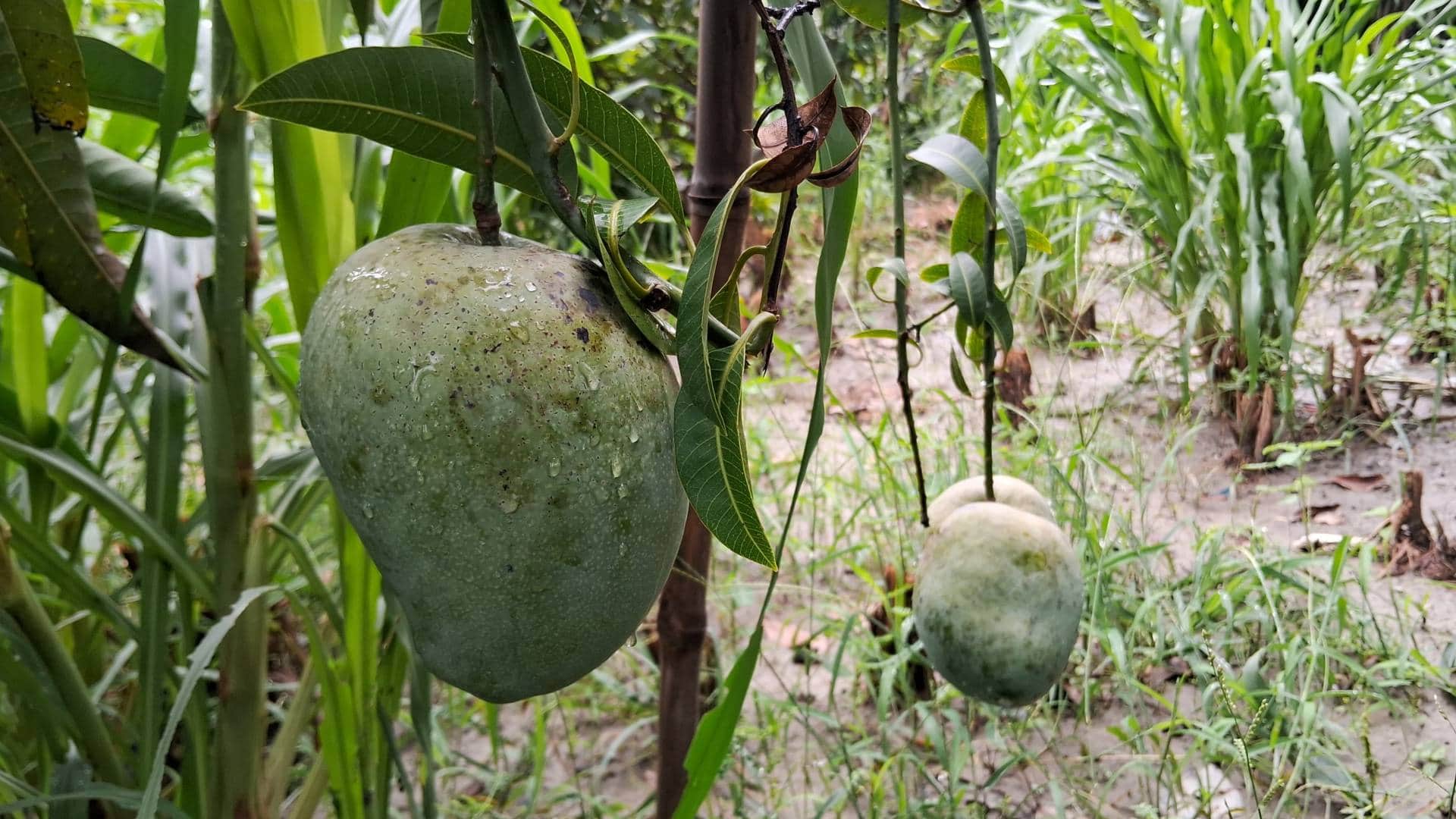 Bihar Mango This late variety mango of Muzaffarpur gives many tastes together surprised know its qualities