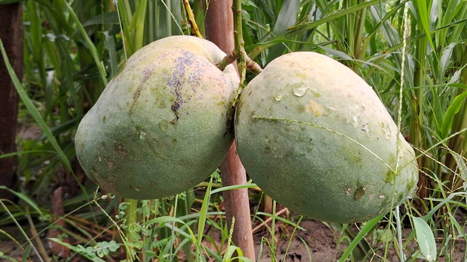 Bihar Mango This late variety mango of Muzaffarpur gives many tastes together surprised know its qualities