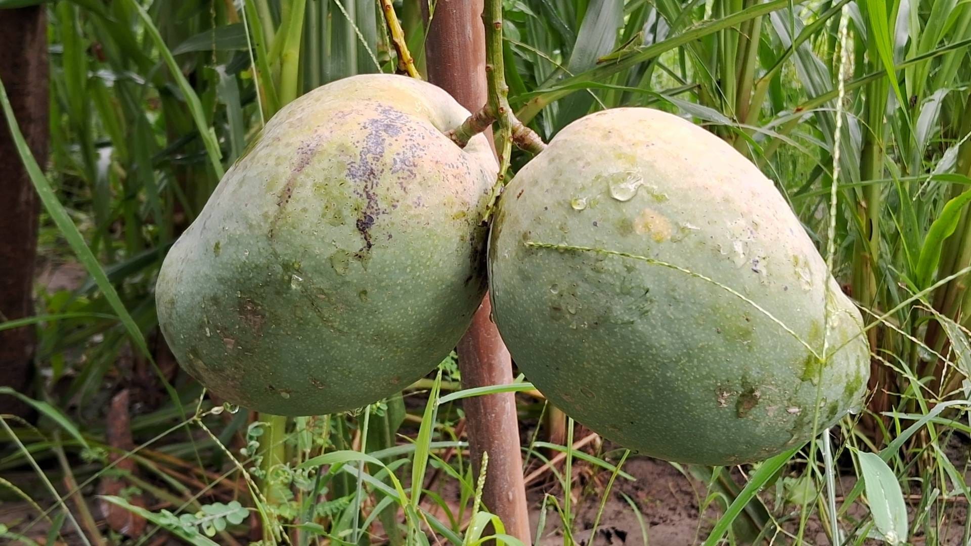 Bihar Mango This late variety mango of Muzaffarpur gives many tastes together surprised know its qualities
