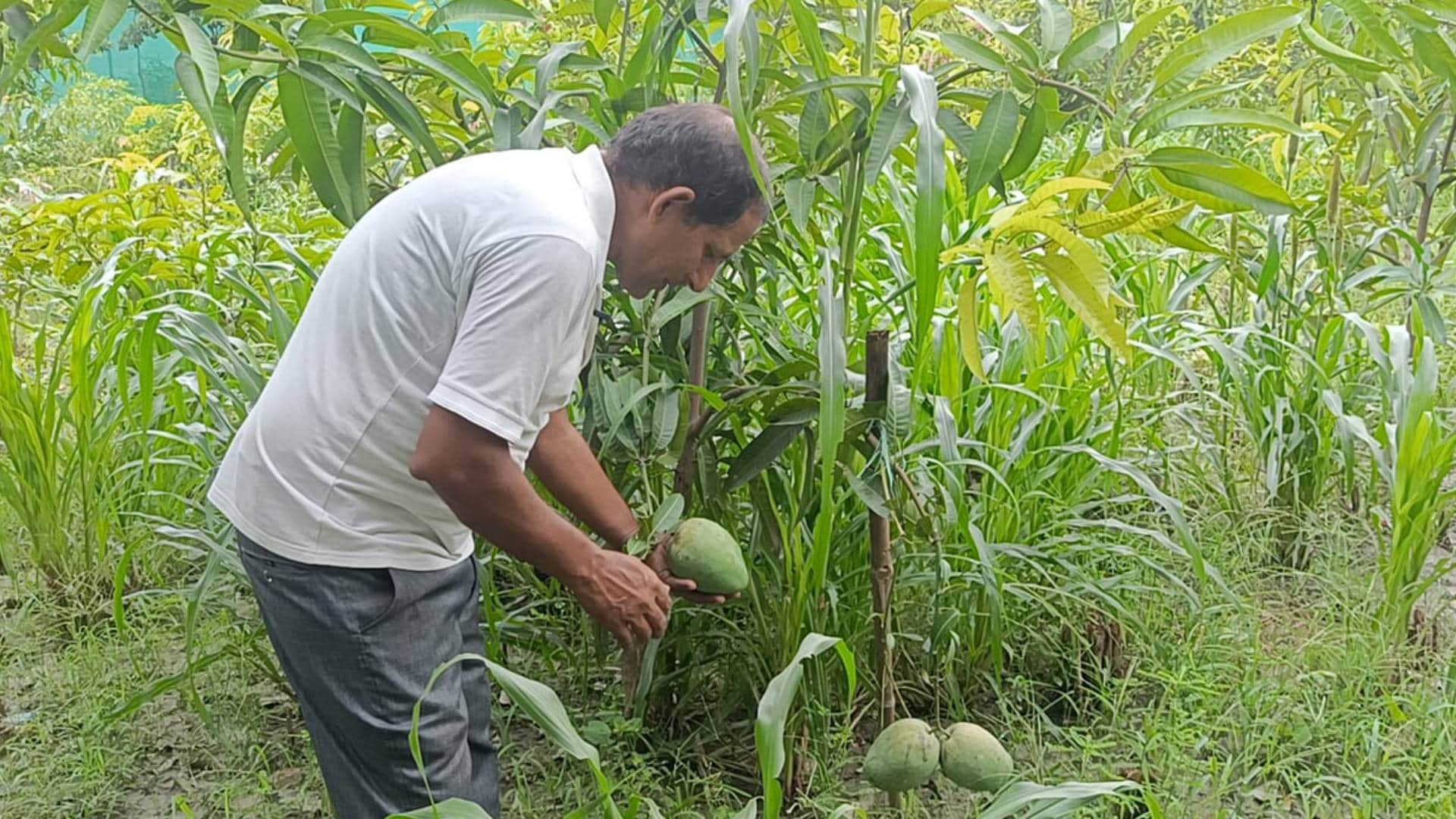 Bihar Mango This late variety mango of Muzaffarpur gives many tastes together surprised know its qualities