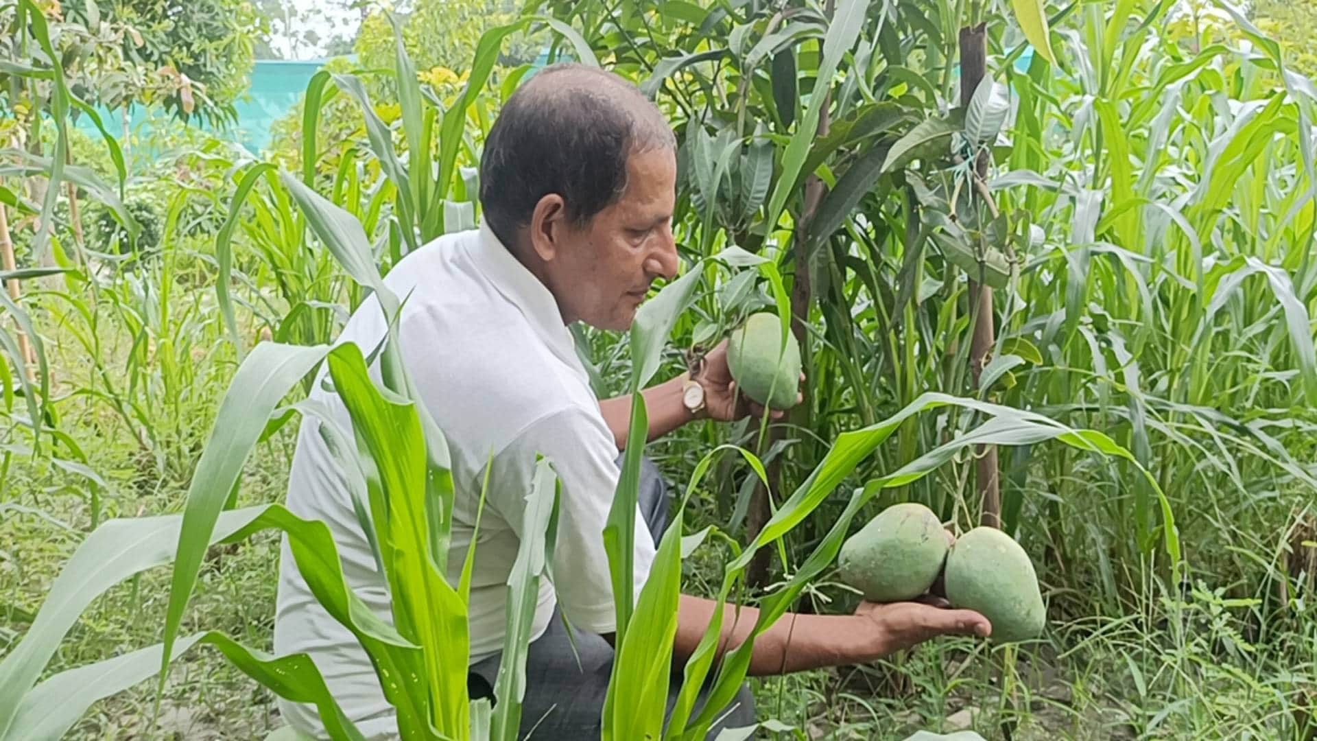 Bihar Mango This late variety mango of Muzaffarpur gives many tastes together surprised know its qualities