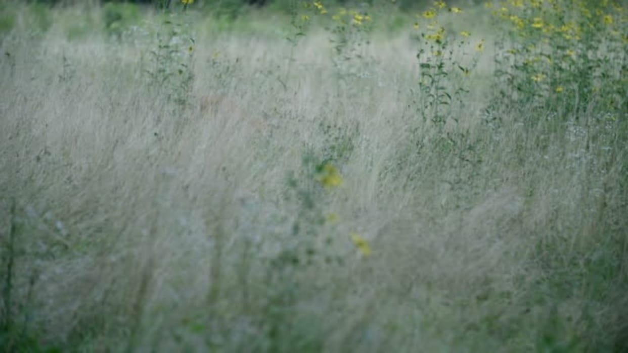 Optical Illusion IQ Test: Check Your IQ By Spotting The Hidden Deer In The Image in 10 Seconds