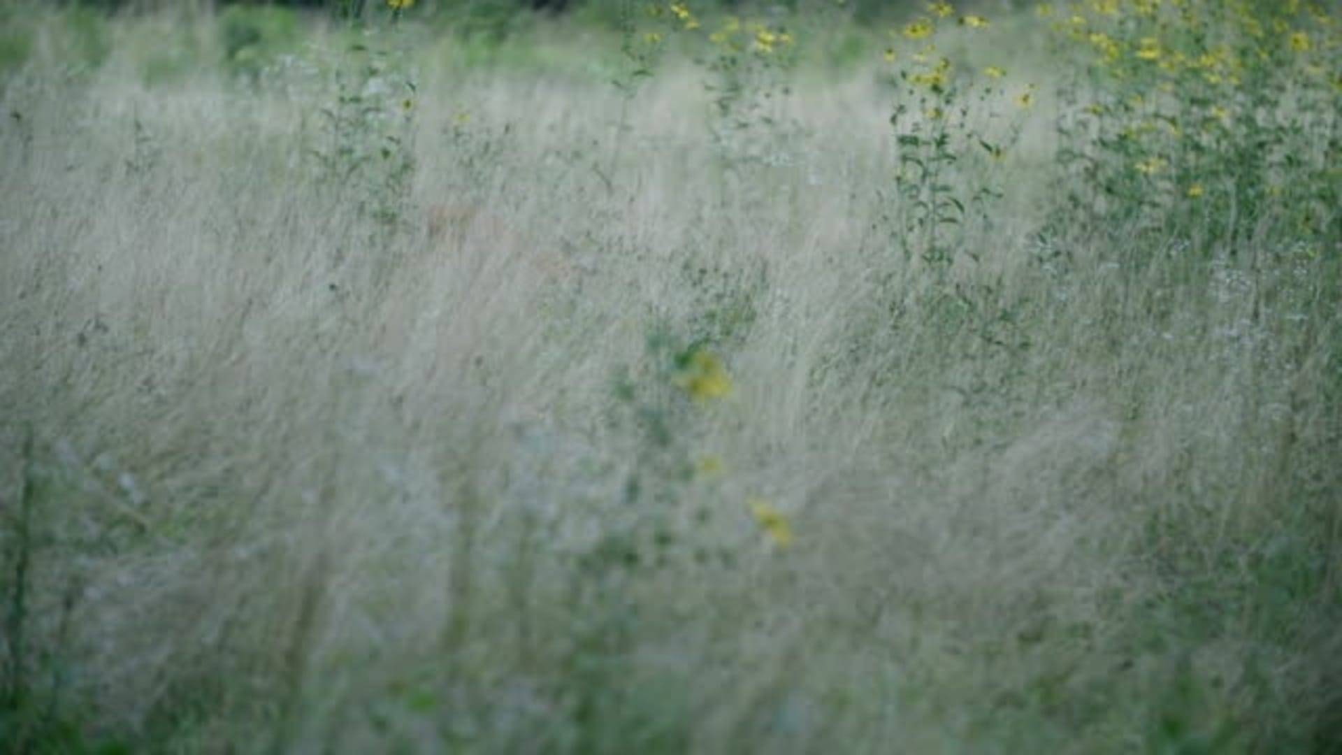 Optical Illusion IQ Test: Check Your IQ By Spotting The Hidden Deer In The Image in 10 Seconds