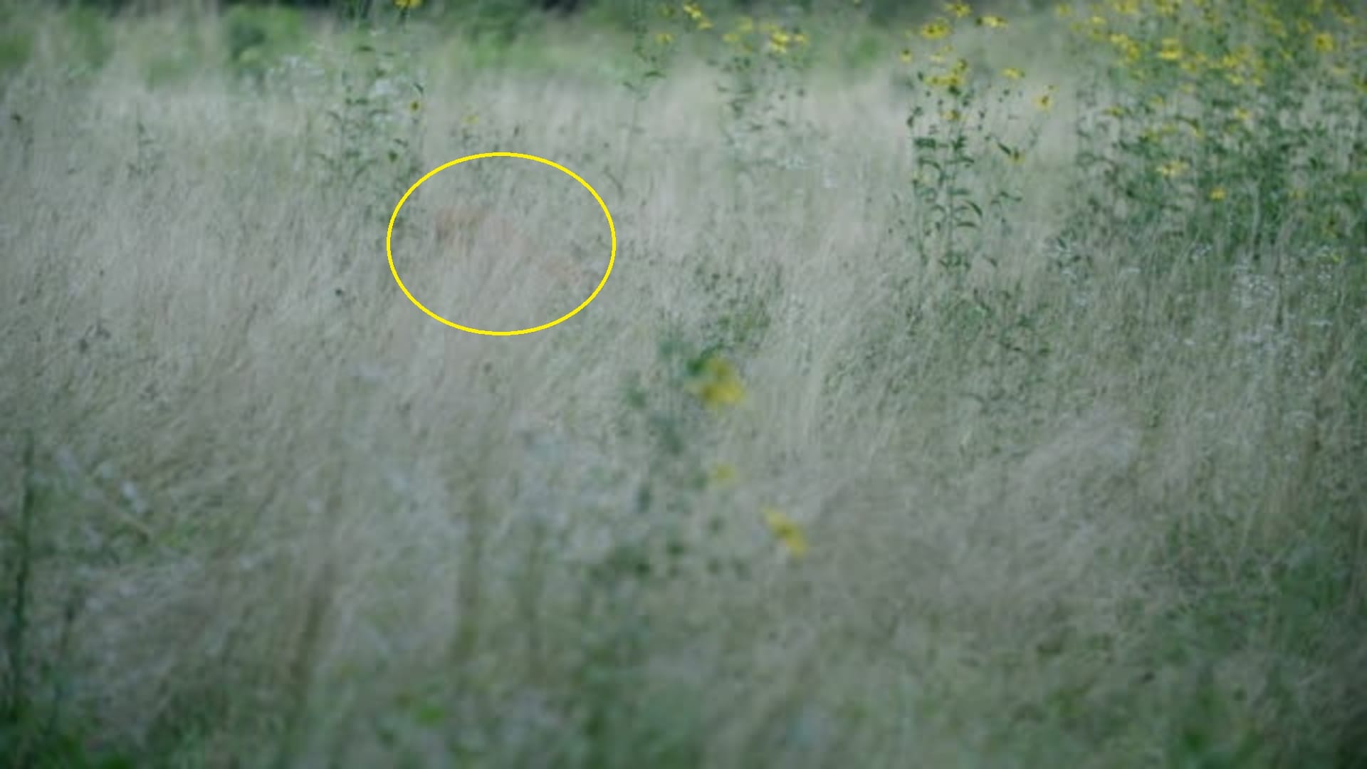 Optical Illusion IQ Test: Check Your IQ By Spotting The Hidden Deer In The Image in 10 Seconds