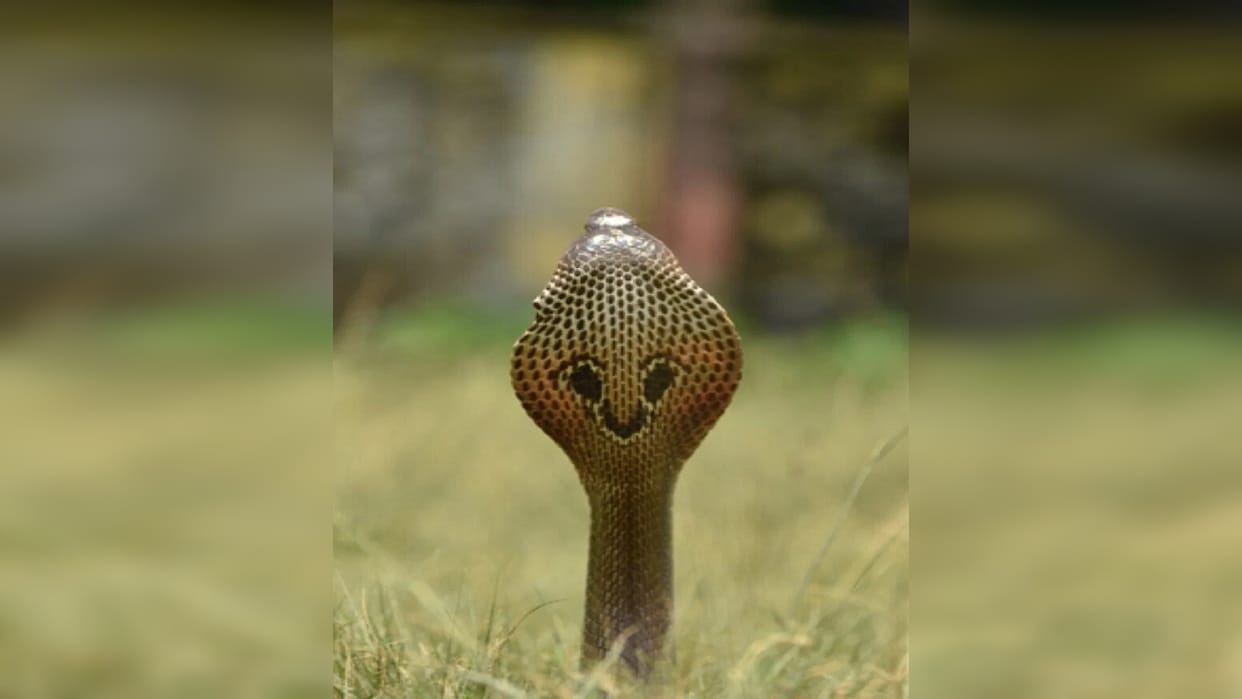 PRD jawan wife dies due to snake bite in ramnagar