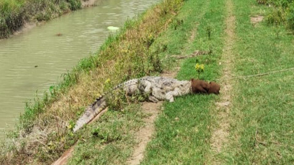 Crocodile caught from Rajbaha of Mishripur