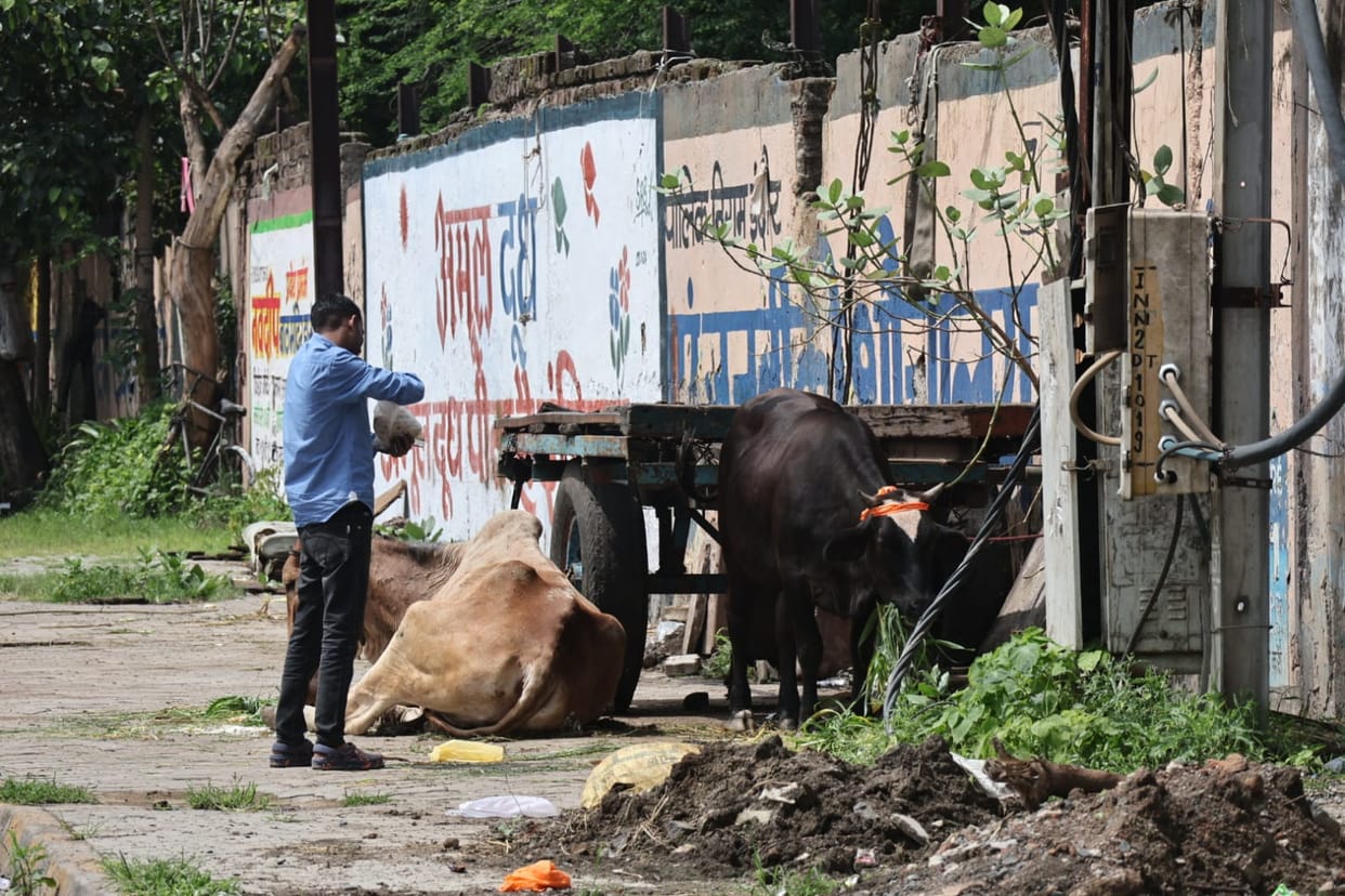 Indore: Stray cattle increased again in Indore, illegal enclosures also started being built