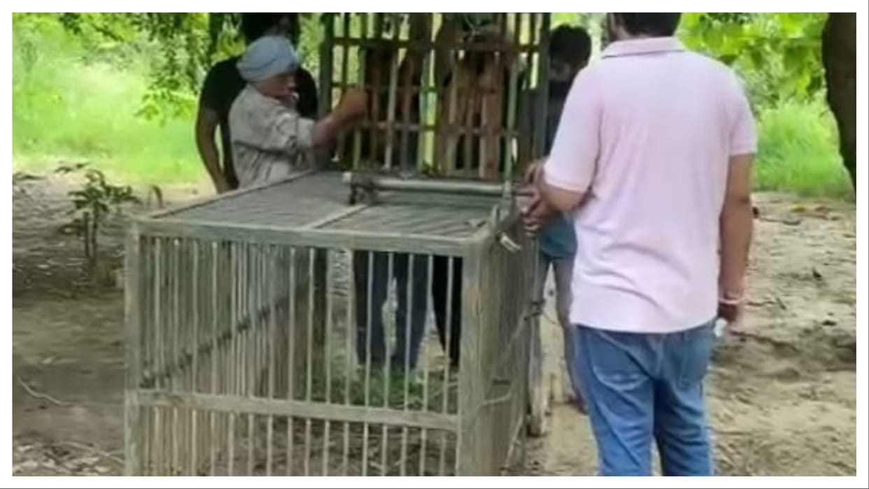 Punjab: Panic due to sighting of wild animals, forest department busy in catching them